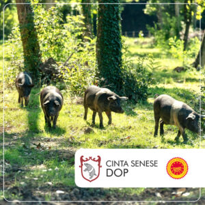 DOP CINTA SENESE: MODIFICA TEMPORANEA DEL DISCIPLINARE DI PRODUZIONE